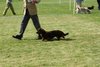 houndshow2012a_357