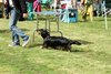 houndshow2012a_252