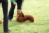 houndshow2012a_402