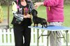 houndshow2012a_169