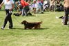 houndshow2012a_257