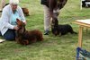 houndshow2012a_244