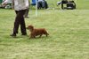 houndshow2012a_399