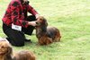 houndshow2012a_314