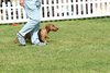 houndshow2012a_58