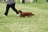 houndshow2012a_210