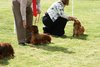 houndshow2012a_371