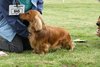 houndshow2012a_208