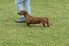 houndshow2012a_91