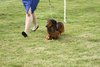 houndshow2012a_246