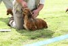 houndshow2012a_326