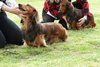 houndshow2012a_312