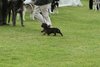 houndshow2012a_140