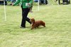 houndshow2012a_396