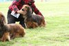 houndshow2012a_313