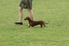 houndshow2012a_134