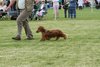 houndshow2012a_231