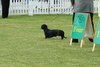 houndshow2012a_131