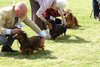 houndshow2012a_349