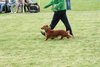 houndshow2012a_379