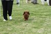 houndshow2012a_322