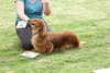 houndshow2012a_418