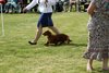 houndshow2012a_369