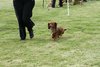 houndshow2012a_332