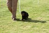 houndshow2012a_352