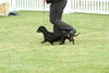 houndshow2012a_166