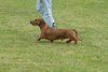 houndshow2012a_99