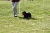 houndshow2012a_335