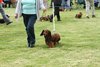 houndshow2012a_261