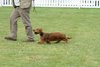 houndshow2012a_184