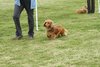 houndshow2012a_206