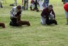 houndshow2012a_342