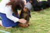 houndshow2012a_245