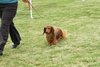 houndshow2012a_415