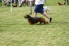 houndshow2012a_256