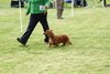 houndshow2012a_397