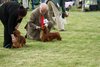 houndshow2012a_265