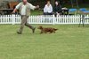 houndshow2012a_161