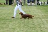 houndshow2012a_329