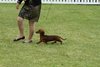 houndshow2012a_98