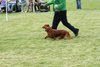 houndshow2012a_380