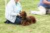 houndshow2012a_253