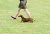 houndshow2012a_94