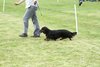 houndshow2012a_394