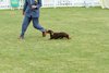 houndshow2012a_100