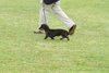 houndshow2012a_110